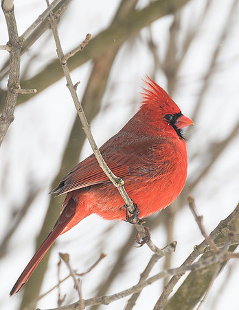 Cardinal_Male_--2