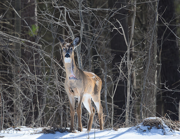 Deer_27Mar2025-