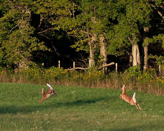 Deer_1Sept2012_Farm_1905