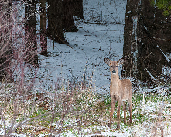 Deer in the Pines Apr 2015.jpg