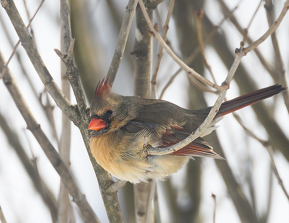 Cardinal_Female_--3