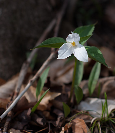 Trilliums at the Farm 2015-5