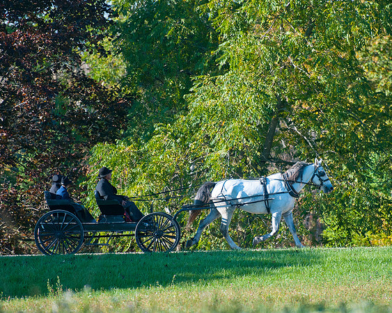 Horse_and_Buggy_DSC1995