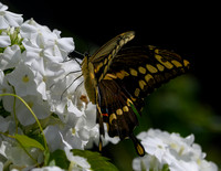 Giant_Swallowtail-