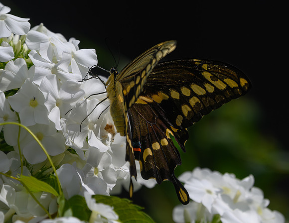 Giant_Swallowtail-
