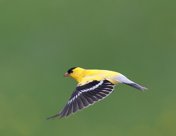 Set # 2 of Finches of 2015