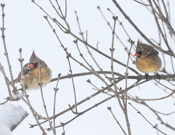 Female_Cardinal_24Jan2025-6784