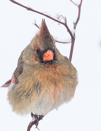 Female_Cardinal_20Jan2025-6751