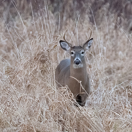 YoungBuck 2