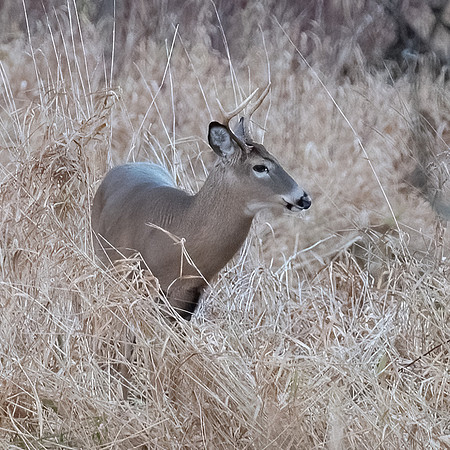 Young Buck