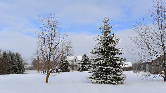 Farm_New_Year's_Day_2013_8661
