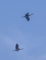 Sandhill_Cranes_12Mar2026_Z6ii_300mmPF-7552