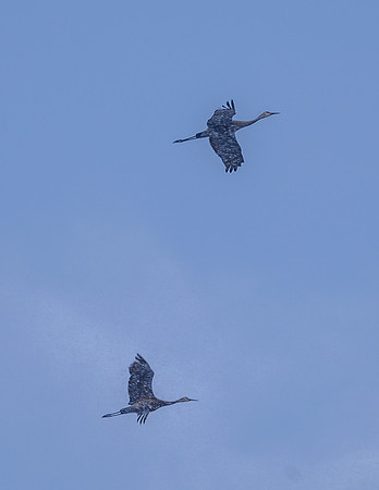 Sandhill_Cranes_12Mar2026_Z6ii_300mmPF-7552