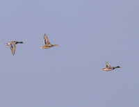 Mallards_12Mar2026_Z6ii_300mmPF-