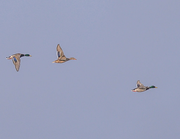 Mallards_12Mar2026_Z6ii_300mmPF-