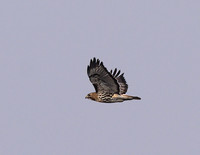 Red-Tailed_Hawk_12Mar2026_Z6ii_300mmPF-