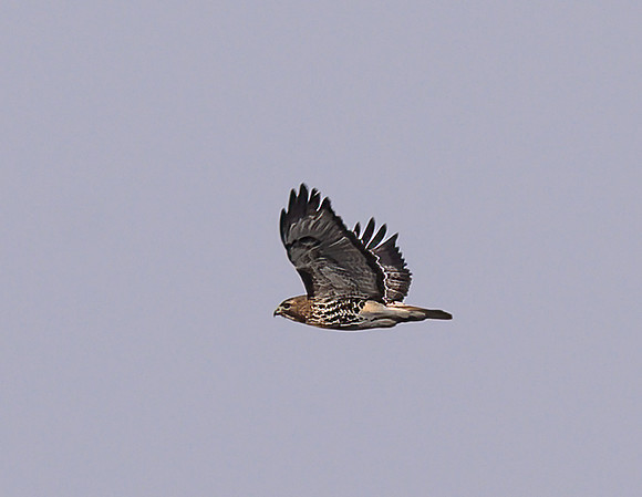 Red-Tailed_Hawk_12Mar2026_Z6ii_300mmPF-