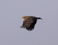 Bald_Eagle_Juv_12Mar2026_Z6ii_300mmPF-