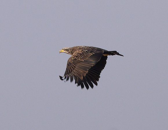 Bald_Eagle_Juv_12Mar2026_Z6ii_300mmPF-
