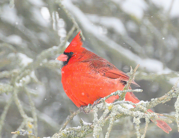 Male_Cardinal_20Jan2025-6746