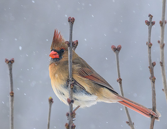 Female_Cardinal_2_20Dec2024-