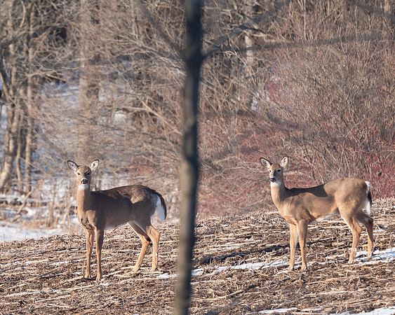 Deer_Herd-3402