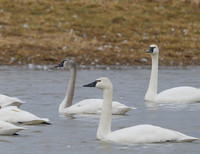 Tundra_Swan_31Mar2026_Z6ii_300mmPF_4-