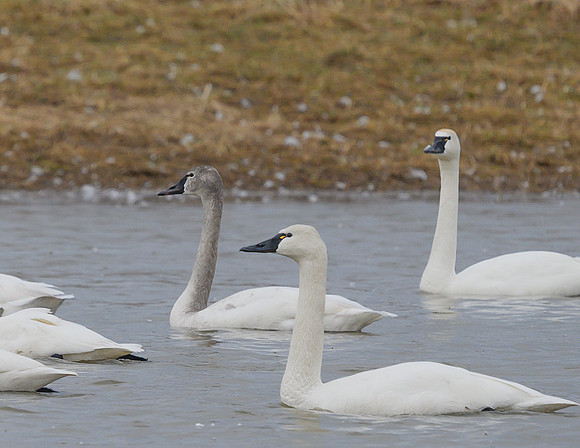 Tundra_Swan_31Mar2026_Z6ii_300mmPF_4-