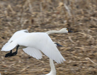 Tundra_Swan_31Mar2026_Z6ii_300mmPF_2-