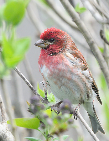 Purple_Finch_30Apr2026_Z6ii_300mmPF_1-4xTele--2