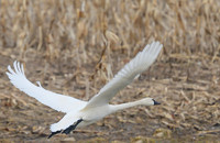Tundra_Swan_31Mar2026_Z6ii_300mmPF_3-