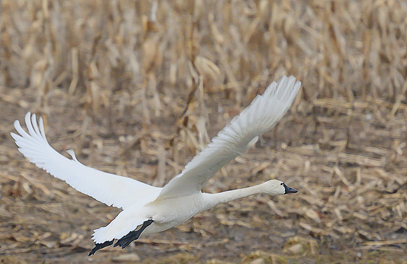 Tundra_Swan_31Mar2026_Z6ii_300mmPF_3-