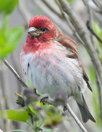 Purple_Finch_30Apr2026_Z6ii_300mmPF_1-4xTele-