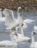 Tundra_Swan_31Mar2026_Z6ii_300mmPF-