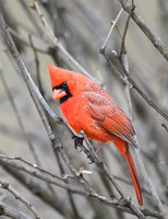 Male_Cardinal_26Mar2026_Z6ii_300mmPF-
