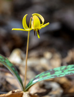 Trout_Lily_27Apr2026_Z6ii_300mmPF_1-4xTele-7636