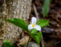 Trillium_27Apr2026_Z6ii_300mmPF_1-4xTele-7631