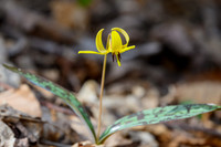 Trout_Lily_27Apr2026_Z6ii_300mmPF_1-4xTele-7637