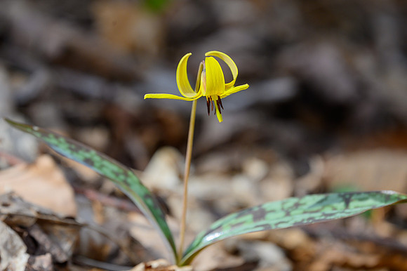Trout_Lily_27Apr2026_Z6ii_300mmPF_1-4xTele-7637