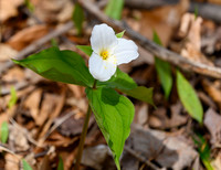 Trillium_27Apr2026_Z6ii_300mmPF_1-4xTele-7635