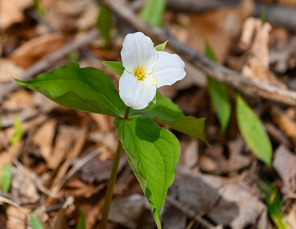Trillium_27Apr2026_Z6ii_300mmPF_1-4xTele-7635
