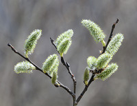 Pussy_Willows_19Apr2026_Z6ii_300mmPF-7621