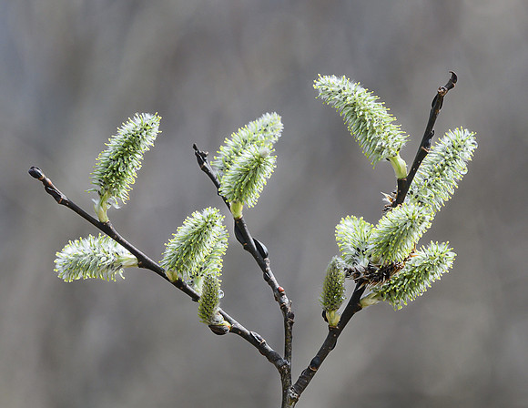 Pussy_Willows_19Apr2026_Z6ii_300mmPF-7621