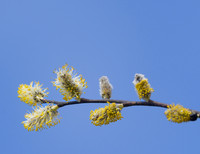 Wildflowers