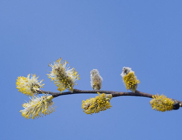 Pussy_Willows_19Apr2026_Z6ii_300mmPF-7617