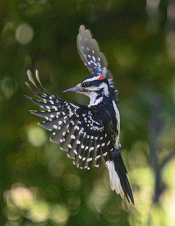 Hairy_Woodpecker_13June2026-