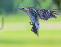 Red-Bellied_Woodpecker_13June2026-