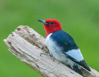 Red_Headed_Woodpecker_07May2026-