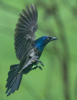 Grackle_13May2026-