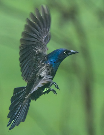 Grackle_13May2026-